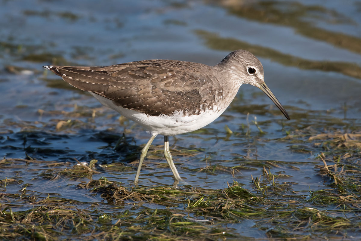 Piro piro piccolo (Actitis hypoleucos) e Piro piro culbianco (Tringa ochropus)